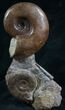 Lytoceras Ammonite Sculpture From France - #8211-1